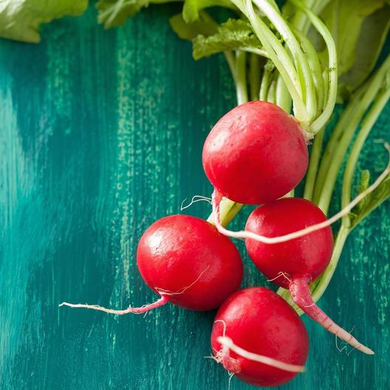 Champion Radish