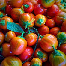 Load image into Gallery viewer, Turkish Orange Eggplant