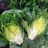 Load image into Gallery viewer, Little Gem Lettuce