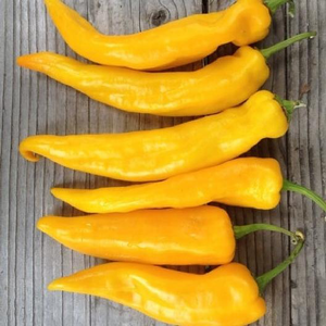 Golden Marconi Pepper