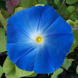 Heavenly Blue Morning Glory