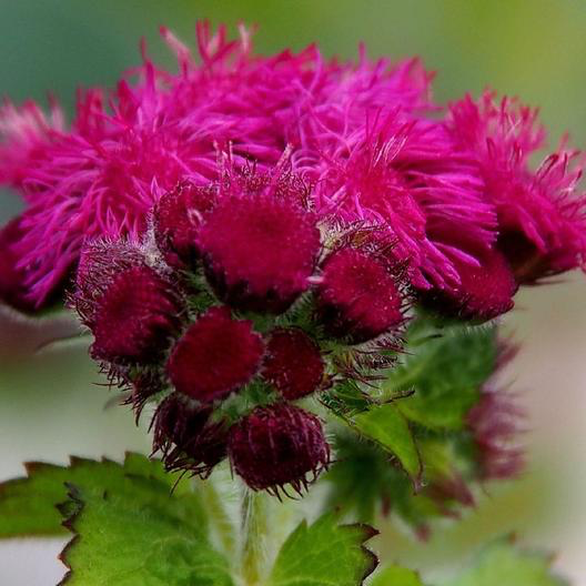 Red Flint Ageratum