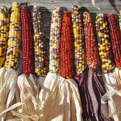 Rainbow Corn