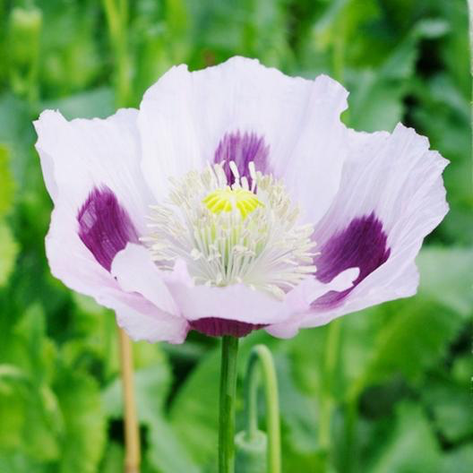 Blue Moon Poppy