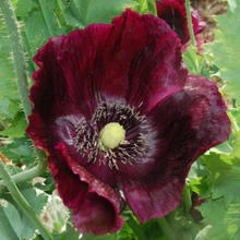 Load image into Gallery viewer, Midnight Poppy