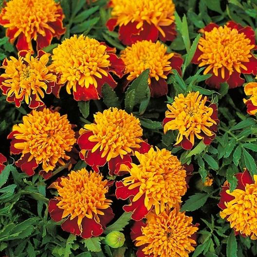Tiger Eyes Double French Marigold