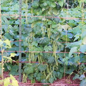 Kentucky Wonder Brown Pole Bean