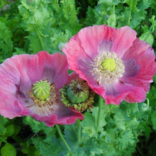 Load image into Gallery viewer, Hens &amp; Chicks Poppy