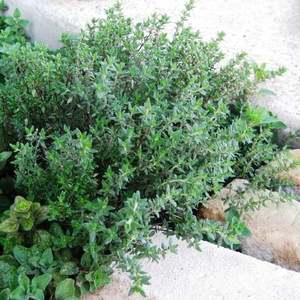 Thyme