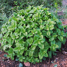 Load image into Gallery viewer, Lemon Balm