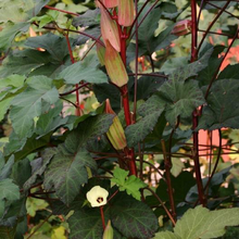 Load image into Gallery viewer, Hill Country Red Okra