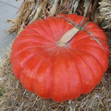 Cinderella Pumpkin