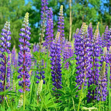 Wild Perennial Lupine