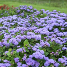Load image into Gallery viewer, Dondo Blue Ageratum