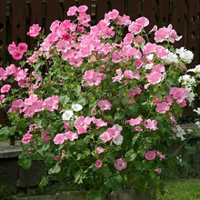 Load image into Gallery viewer, Lavatera Mixed Rose Mallow