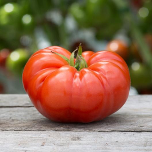 Beefsteak Tomato