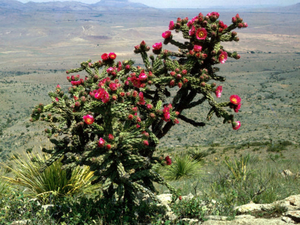 Cane Cholla (Opuntia imbricata)