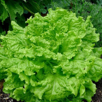 Black Seeded Simpson Lettuce