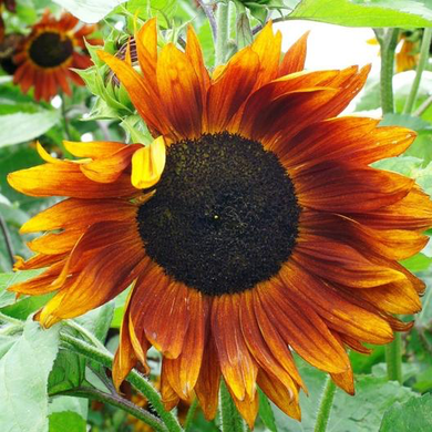 Crimson Queen Sunflower