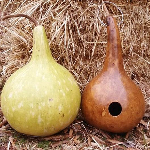 Birdhouse Gourd