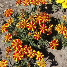 Load image into Gallery viewer, Court Jester French Marigold