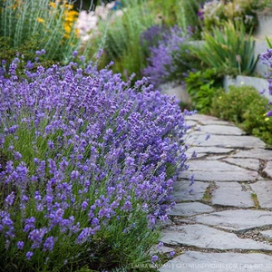 True Lavender