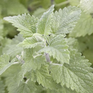 Lemon Catnip