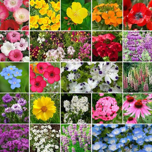 Partial Shade Mix Wildflowers