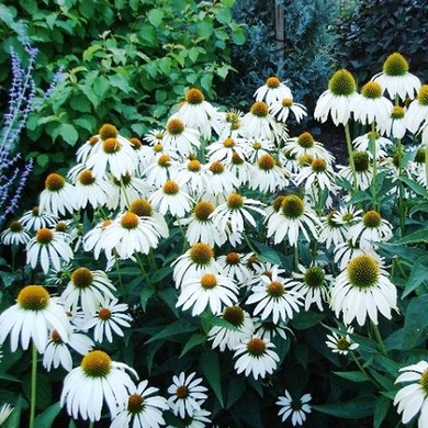 White Swan Coneflower