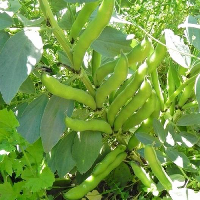 Broad Windsor Fava Bean