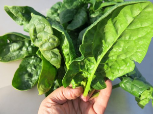 Lorelay Spinach
