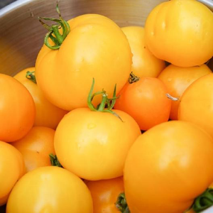 Golden Jubilee Tomato