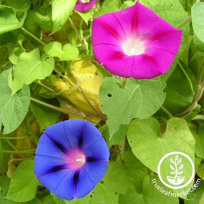 Mixed Colors Morning Glory
