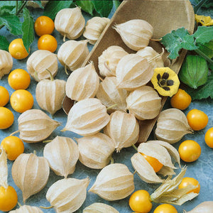 Ground Cherry Tomatillo
