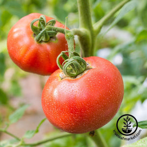 Ponderosa Red Tomato