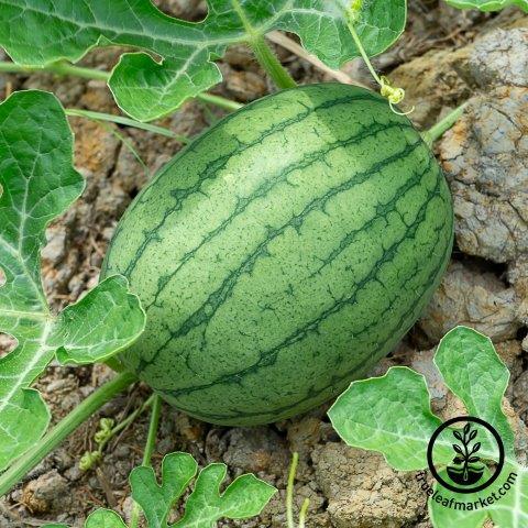 Garrisonian Watermelon